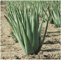 aloe vera