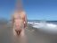 mare